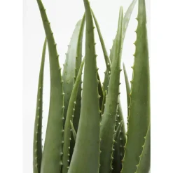 Best Deko Pflanze Aloe 69Cm Deko & Geschenkartikel