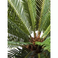 Online Deko Pflanze Cycas Tree 78Cm Deko & Geschenkartikel