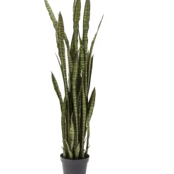 Discount Deko Pflanze Sansewieria 155Cm Deko & Geschenkartikel