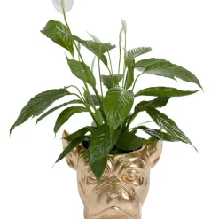 New Deko Ubertopf Bulldog Gold Aufbewahrung & Ordnung