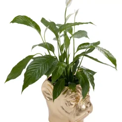 New Deko Ubertopf Bulldog Gold Aufbewahrung & Ordnung