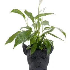Outlet Deko Ubertopf Bulldog Schwarz Aufbewahrung & Ordnung