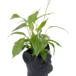 Outlet Deko Ubertopf Bulldog Schwarz Aufbewahrung & Ordnung