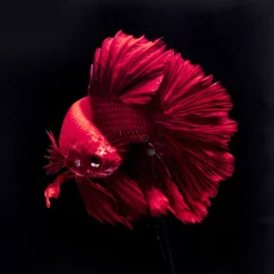 Best Glasbild Fire Fish 100X100Cm Bilder