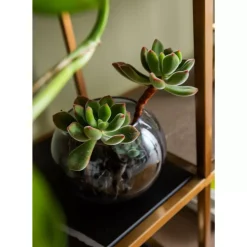 Clearance Regal Cesaro 90X170Cm Regale