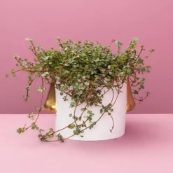 Discount Ubertopf Nase Weiss/Gold Sonstiges & Zubehör Accessoires