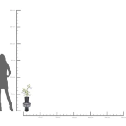 Clearance Vase Roulette Belly 42 Vasen